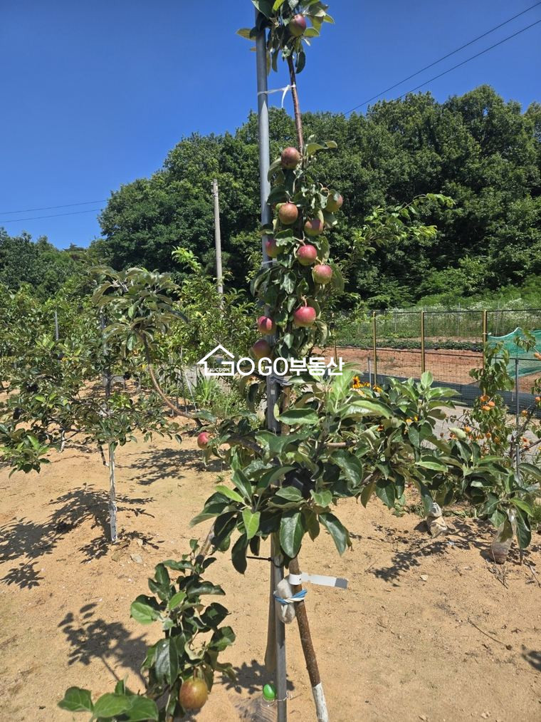 인천 강화군 양사면 인화리 가족힐링형 과수원,농장 토지 178평 매매 매매 매물번호 11000 사진 6