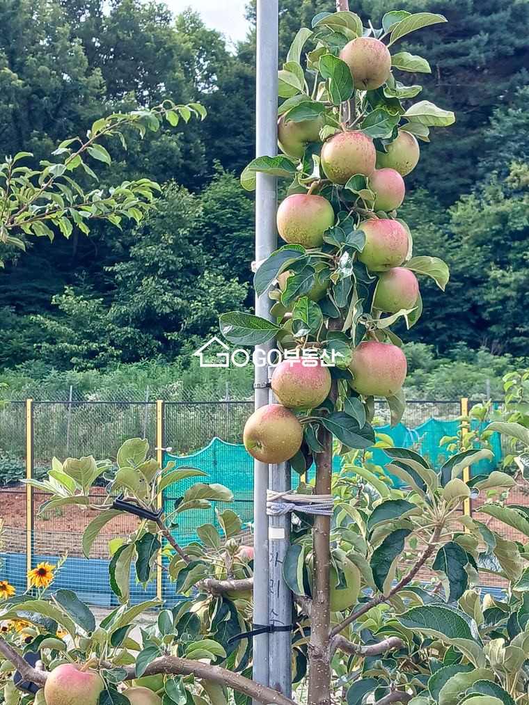인천 강화군 양사면 인화리 가족힐링형 과수원,농장 토지 178평 매매 매매 매물번호 11000 사진 10